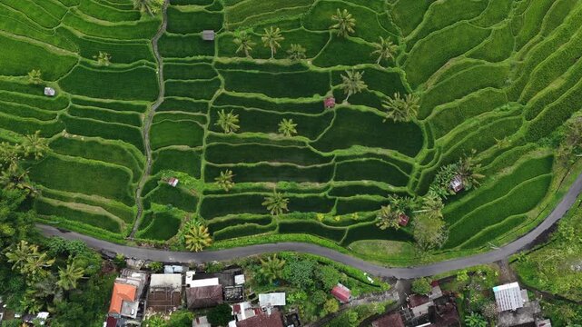 Overhead view of terraced rice paddies on hillside with winding road and village cluster, with terrace, rice, paddy, field detail, showing agriculture, landscape, aerial, hillside context