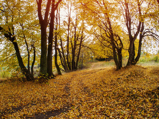Fototapeta premium A carpet of yellow leaves in the park.