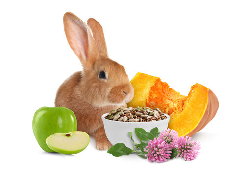 Cute rabbit and different foods on white background