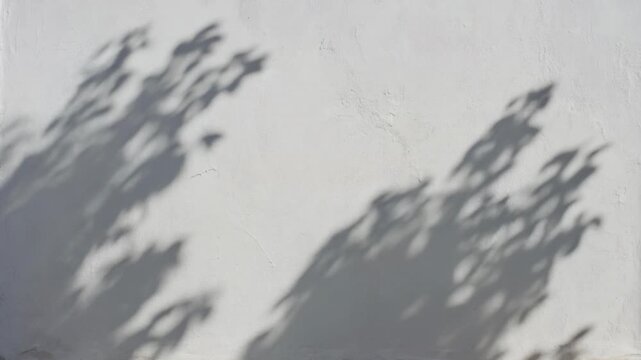 Shadows of tree leaves moving on white stucco wall. Sunlight casting natural foliage shadow pattern on textured plaster surface. Minimalist background concept