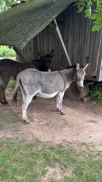 Zwei Esel auf dem Bauernhof im Sommer