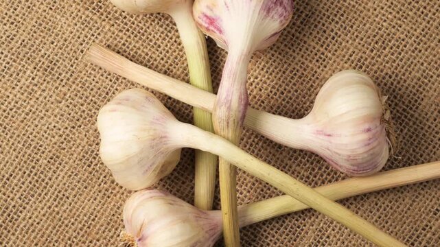 Fresh young garlic bulbs rotating on a burlap background