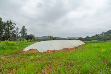 Área de silagem coberta com lona para alimentação de gado em área rural de Guarani, Minas Geais © Ronaldo Almeida