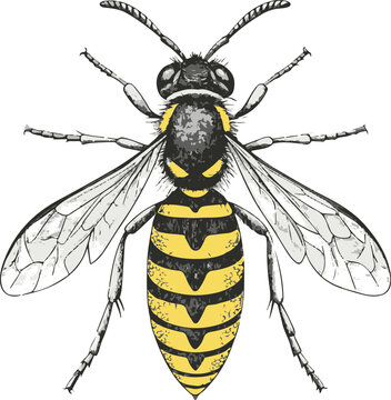 Yellowjacket Household Pest Insect Vector Illustration, Isolated