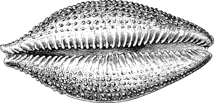 Detailed antique engraving of a cowrie shell isolated on white for vintage natural history illustration and scientific diagram design use