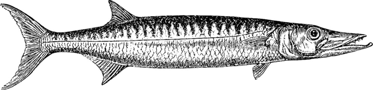 Detailed antique engraving of a gaff fish isolated on white background for background and label design