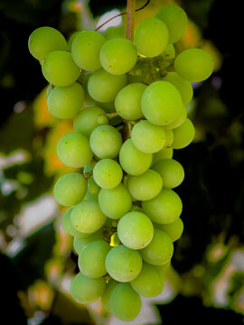 Close-up of a ripe bunch of green grapes hanging from a vine