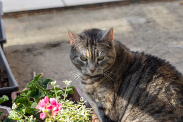 A tabby cat looking angrily at the camera in the spring © Anita