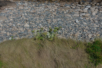 Marram grass and flowering wild carrot on the edge of a Cornish boulder beach, seen from above in soft light. © Victor