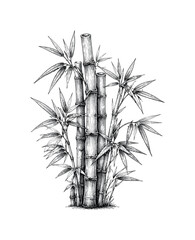 Fototapeta premium Detailed ink drawing of a bamboo grove with delicate leaves and segmented stalks