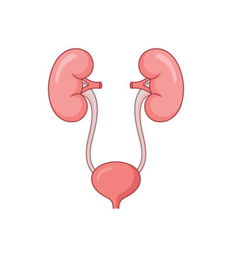 Anatomical illustration of the human urinary system with kidneys and bladder