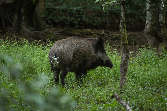 Wild boar walking through dense green forest vegetation