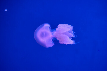 Close up of moon jellyfish floating in blue aquarium water © Anna Baranova