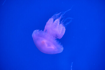 Close up of moon jellyfish floating in blue aquarium water © Anna Baranova
