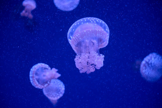 Spotted jellyfish glowing in blue water inside a public aquarium