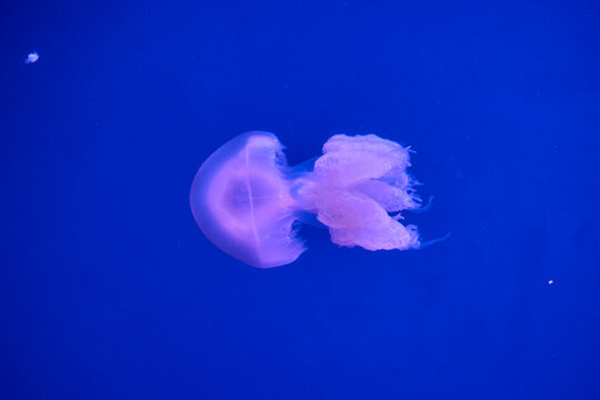 Close up of moon jellyfish floating in blue aquarium water