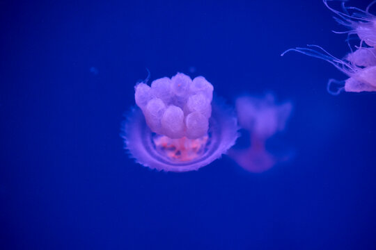 Close up of moon jellyfish floating in blue aquarium water