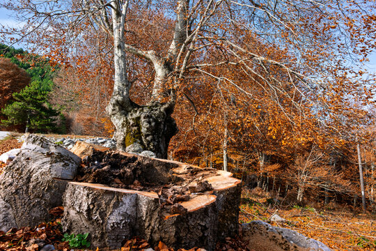 An enormous freshly sawn tree trunk lies in the foreground of a spectacular colorful forest landscape in the majestic Falakro mountain of the Rhodope region during the stunning autumn season .
