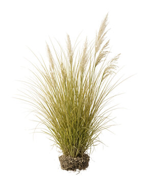 Photorealistic botanical cutout of golden ornamental grass clump with long arching leaves and feathery seed heads, created as a detailed landscape design element on a transparent background.