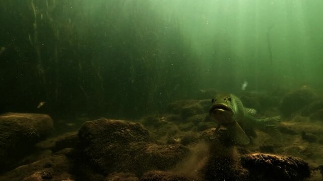 A meter-long northern pike, Esox lucius, turns near the lake bottom before swimming into dense aquatic vegetation and disappearing among the plants.