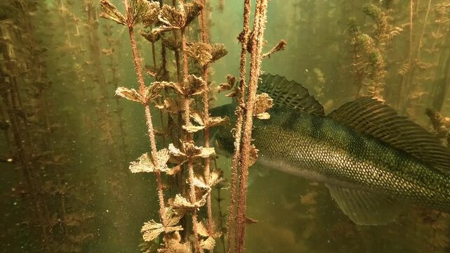 Zander, Sander lucioperca, swims slowly with its dorsal fin raised through dense Eurasian watermilfoil in Lake Salagou, France.