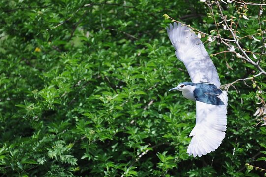 Martinete en vuelo 