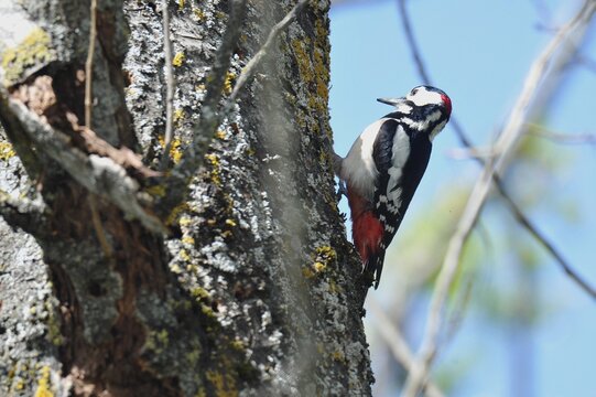 p&aacute;jaro carpintero posado en &aacute;rbol