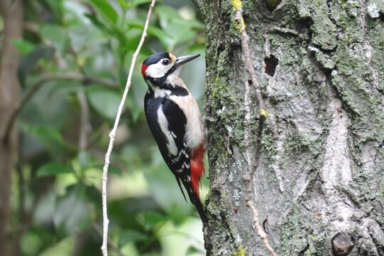Pico picapinos mediano en tronco de un arbol