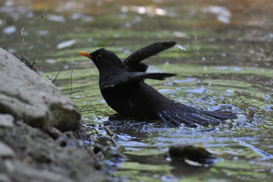 Mirlo Com&uacute;n  refrescandose 