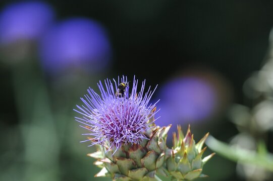 Flor de cinara y abeja con tonos lilas desenfocados 
