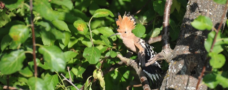 Abubilla en la naturaleza