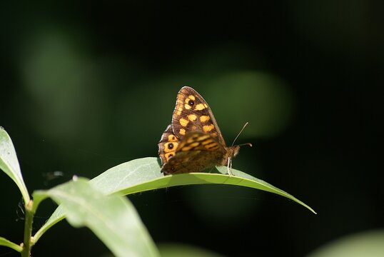 mariposa de los muros 