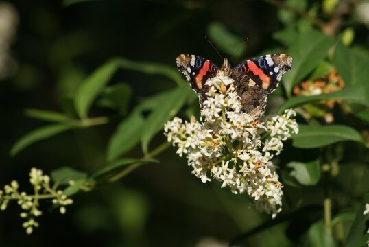 Mariposa colorida