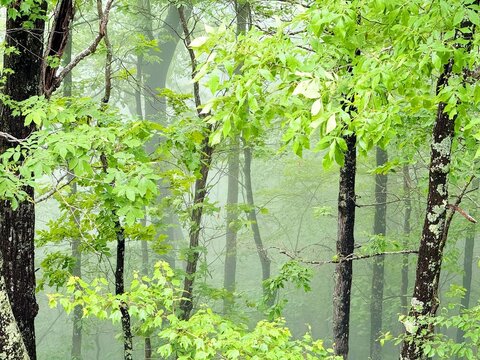Lush green forest canopy shrouded in dense morning fog and mist in Tennessee