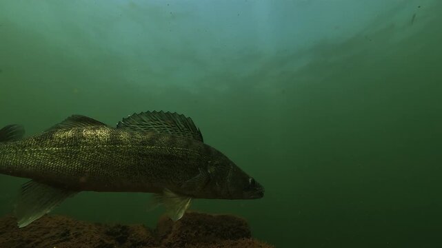 A zander, Sander lucioperca, resting on a submerged wall in a reservoir turns around, revealing a close view of its large tail fin gently beating in green water.