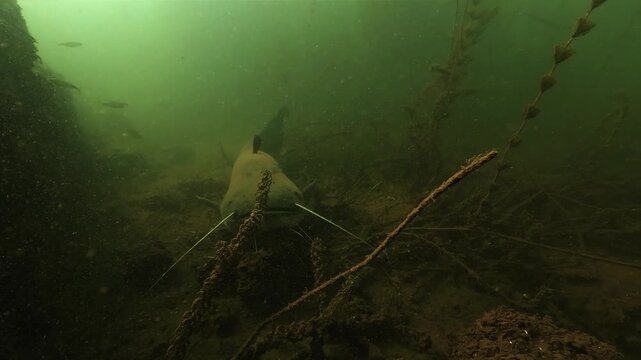 Camera descends toward a Wels catfish, Silurus glanis, resting beside a submerged wall, then tracks closely along its massive body to the tail in green lake water.