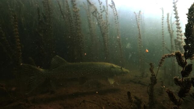 Large northern pike, Esox lucius, swims slowly among tall aquatic plants in a freshwater lake, blending naturally into the dense vegetation.