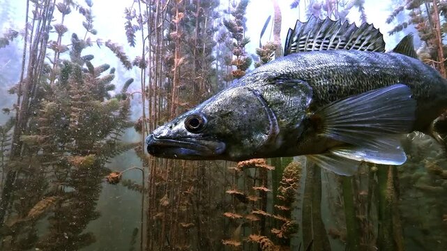 Close-up of a silver zander, Sander lucioperca, raising its spiny dorsal fin before quickly swimming away into dense aquatic plants.
