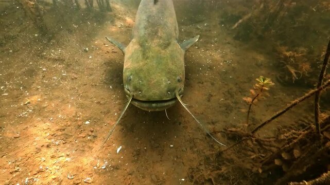 Wels catfish, Silurus glanis, approaches a diver and identifies him by touching with a sensory barbel, then swims away stirring bottom sediment.