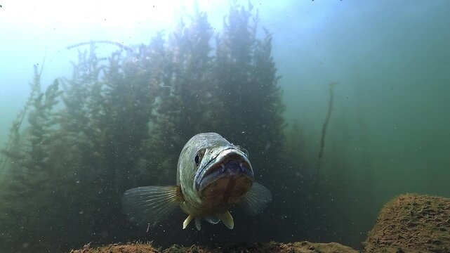 Low-angle close-up of a zander, Sander lucioperca, showing its two prominent canine teeth, characteristic weapons of this freshwater predator.