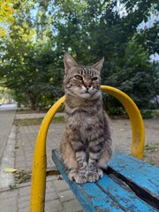cat on the fence © Виктория Троценко