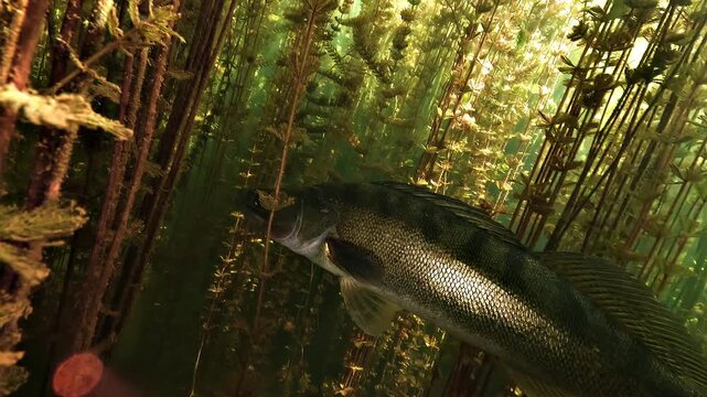 Zander, Sander lucioperca, emerges from dense aquatic plants, revealing its bright silver flank before disappearing again into the vegetation.