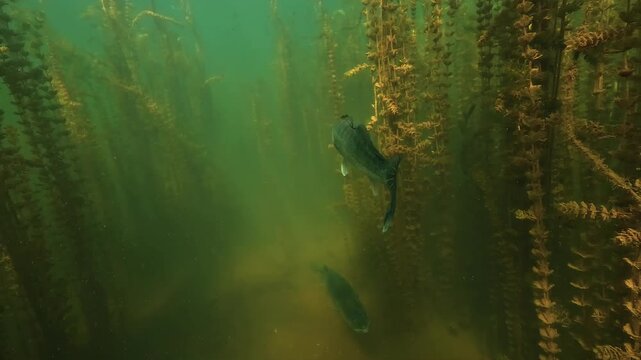 Two zanders, Sander lucioperca, successively face the camera in a clearing surrounded by dense Myriophyllum vegetation in green and yellow lake water.