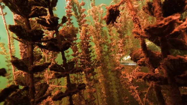 A shy zander, Sander lucioperca, watches the camera from dense aquatic plants, then reveals its body before disappearing into vegetation.