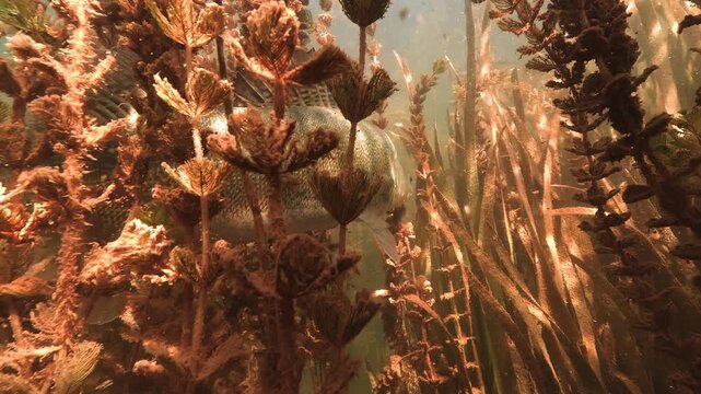 A shy zander, Sander lucioperca, watches the camera from dense aquatic plants, then reveals its body before disappearing into vegetation.