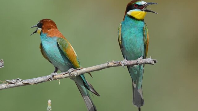 A two-colored European bee-eater (Merops apiaster) perched on a branch, singing with movements of its beak. A wonderful nature photograph taken in its natural habitat.