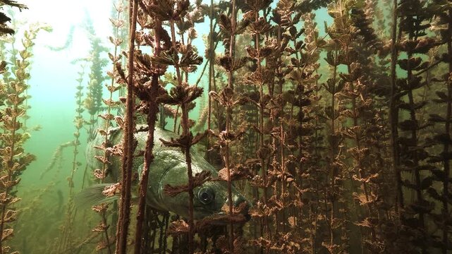 Zander, Sander lucioperca, hides among dense watermilfoil and watches through the branches, with its large eye visible between submerged stems.