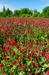 Obraz premium Clover farm, Marion County, Oregon
