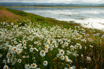 Daisy (Bellis perennis) at Pintail Marsh, Ankeny National Wildlife Refuge, Oregon © George