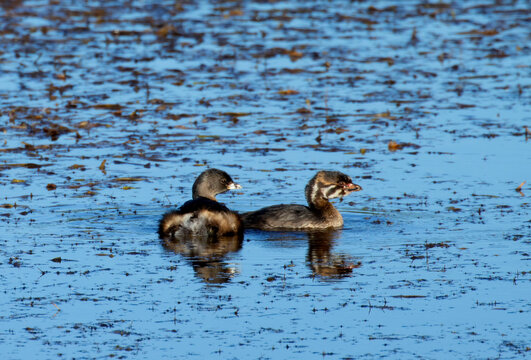 Eared grebe (Podiceps nigricollis) at Eagle Marsh, Ankeny National Wildlife Refuge, Oregon